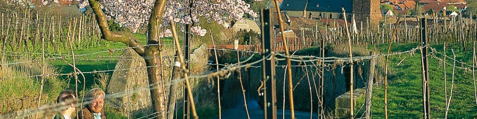 Die berühmten Deidesheimer Weinberge